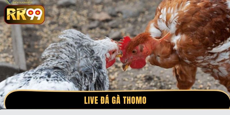 Live Đá Gà Thomo - Thưởng thức những pha đối đầu gay cấn đến nghẹt thở